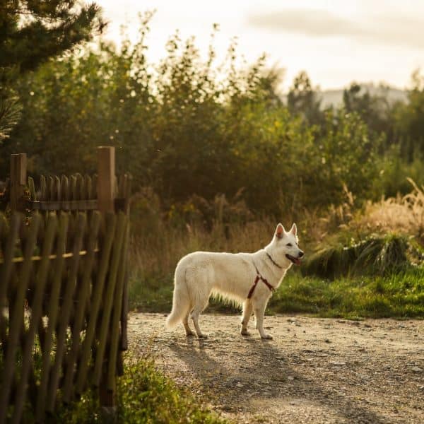 Fordeler og ulemper med elektriske hundehalsbånd