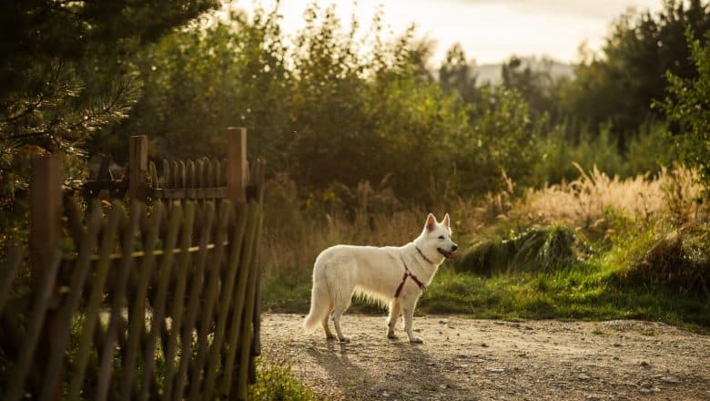 Fordeler og ulemper med elektriske hundehalsbånd