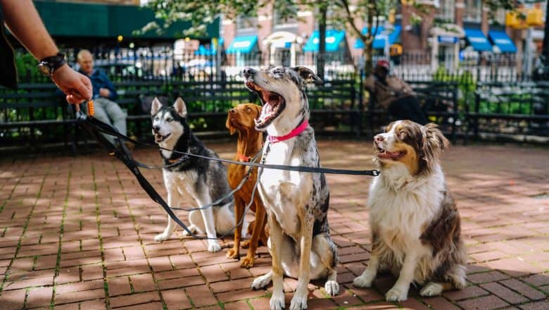 Hundeparktrender på vei opp