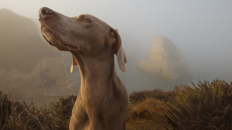 Påvisning av veggedyr med hund