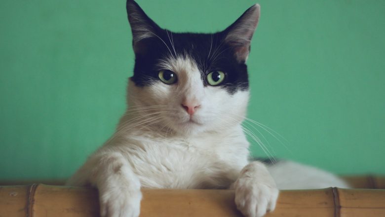 Kattetelt – er det verdt pengene?