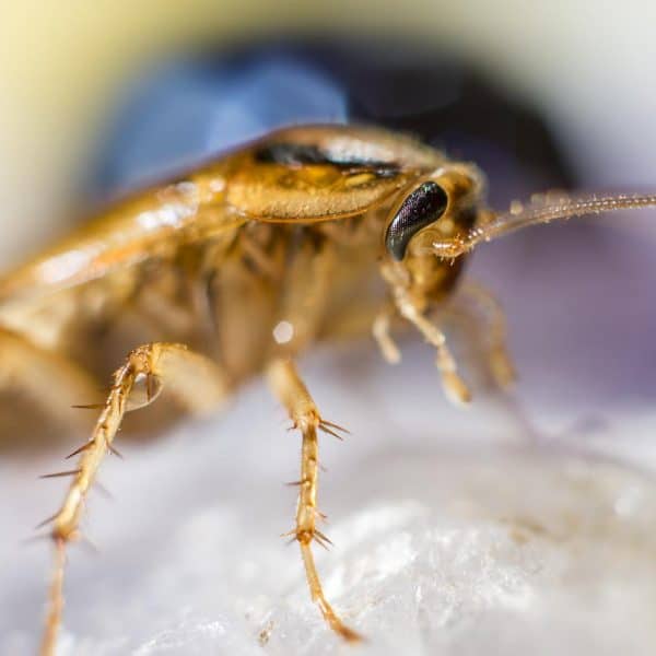 Studie: Tysk kakerlakk utvikler seg på en glukosefri diett
