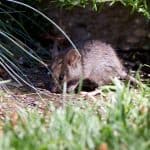 Problemer med ville rotter i boligfelt